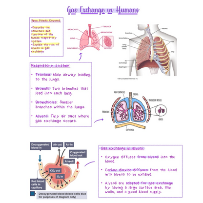 Biology, Chemistry, Physics GCSE Bundle - Online PDF