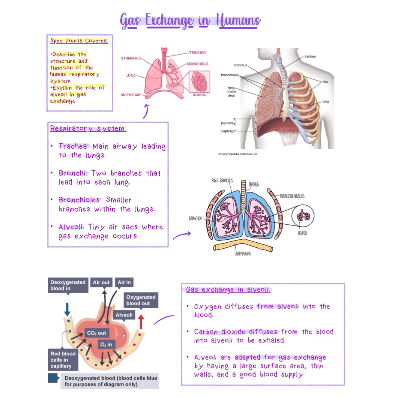 Biology GCSE Revision Notes - Online PDF